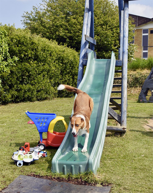 Ragamuffin on the slide - having fun!