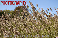 stock photography - click to enlarge