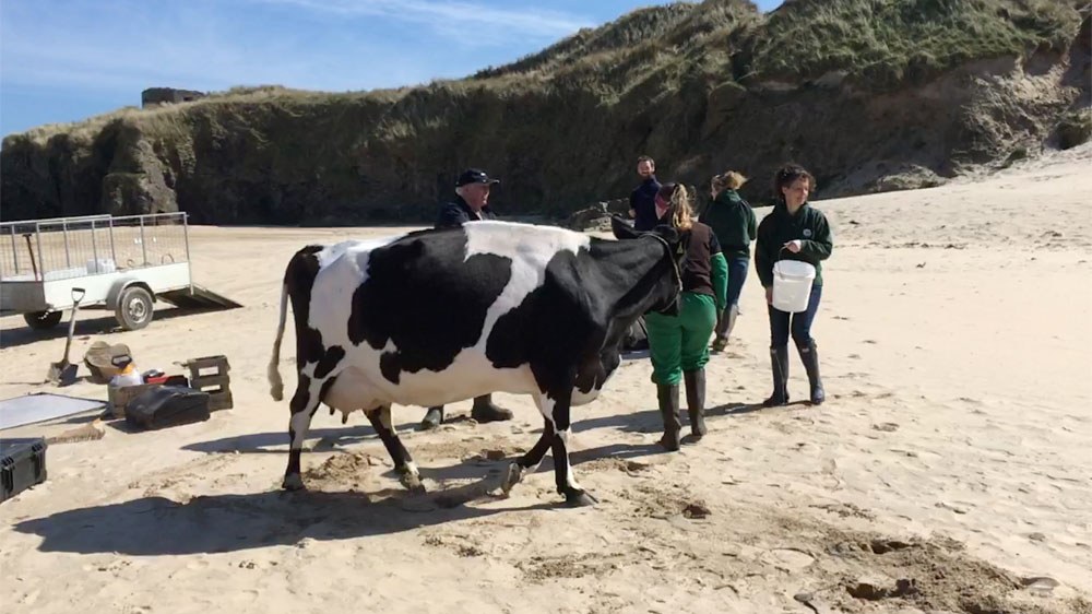 Yes it was a real cow on the beach in the beach hut for the Icecream commercial