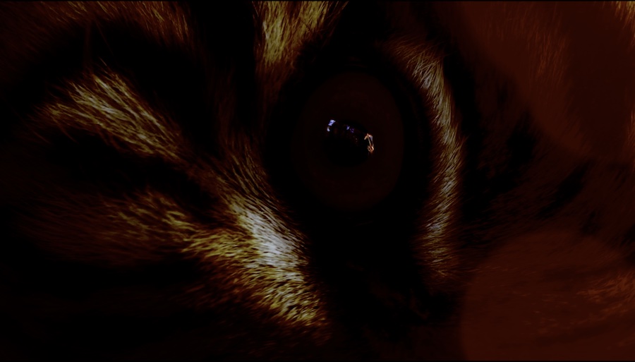 To Hunt a Tiger Elliot Hasler short film - Tiger Eye with reflected fire