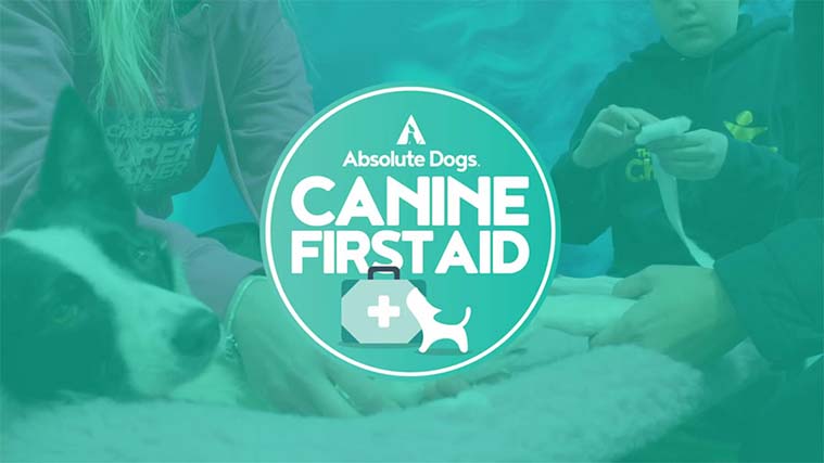 K9 First Aid filming with Absolute Dogs