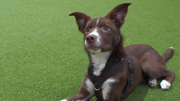 More Puppy Course filming for Absolute Dogs