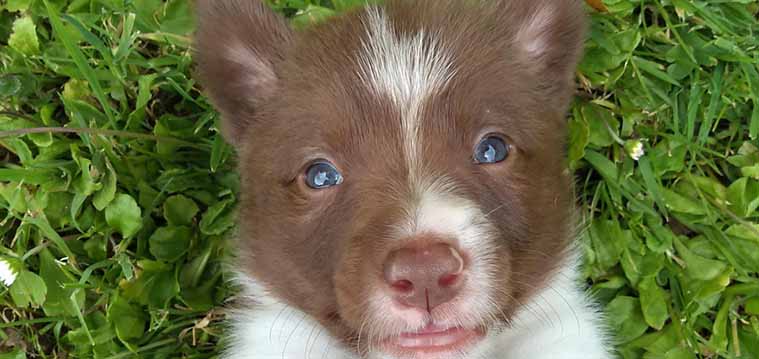 Filming a Puppy Course for Absolute Dogs