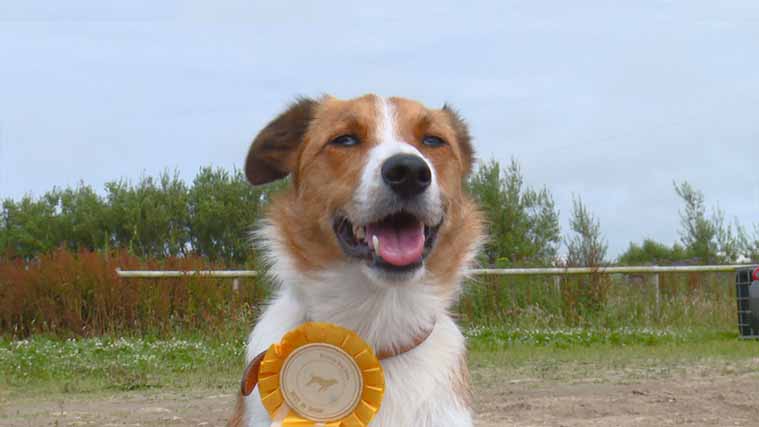 Dog show filming with Ragamuffin Lewis