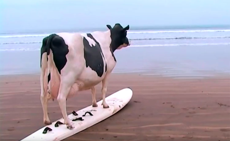 Daisy the Surfing Cow promotional video