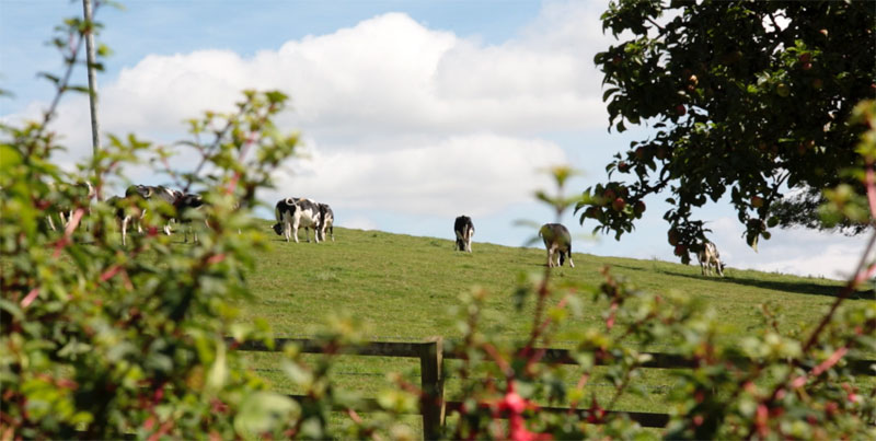 Garden view from one of the more rural holiday cottages