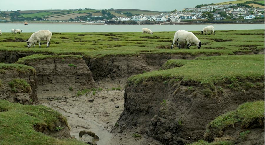 Portrait of a Grazier - on Northam Burrows near the sea on North Devon